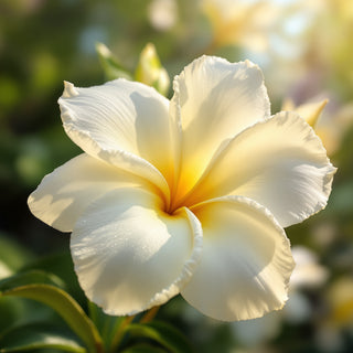 A close-up of a frangipani blossom, creamy white petals with yellow centers, dewy under tropical sunlight. A blurred island garden background evokes exotic floral sweetness.
