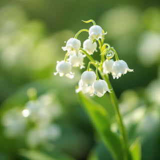 A hyperrealistic close-up of tiny, bell-shaped white lily of the valley flowers, illuminated by soft afternoon sunlight, with dewdrops glistening on their delicate petals and stems. The background is a blurred woodland clearing, suggesting a tranquil, spa-like setting for a candle fragrance note.
