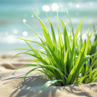 A hyperrealistic close-up of vibrant green sea grass blades, their glossy textures illuminated by soft sunlight through a coastal haze, with seawater droplets glistening on the blades. The background is a blurred beach scene with sandy dunes and ocean waves, evoking a tranquil, spa-like atmosphere for a candle fragrance note.