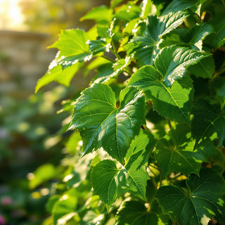 A hyperrealistic close-up of glossy, dark green ivy leaves, illuminated by warm golden sunlight, with tiny dewdrops glistening on their smooth, waxy surfaces. The background is a blurred sunlit garden with stone walls, evoking a serene, spa-like atmosphere for a candle fragrance note.